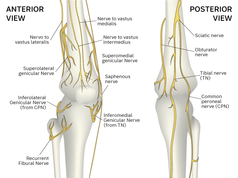 Illustration: nerves in the knee region